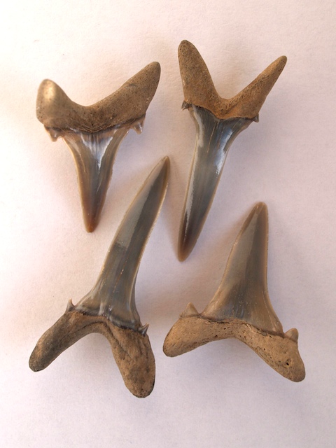 Shark teeth from the London Clay at The Naze Copyright: Gerald Lucy