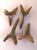 Shark teeth from the London Clay at The Naze 