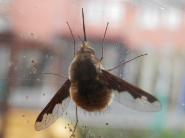 Dark-Edged Bee Fly Copyright: Maria Lawrence