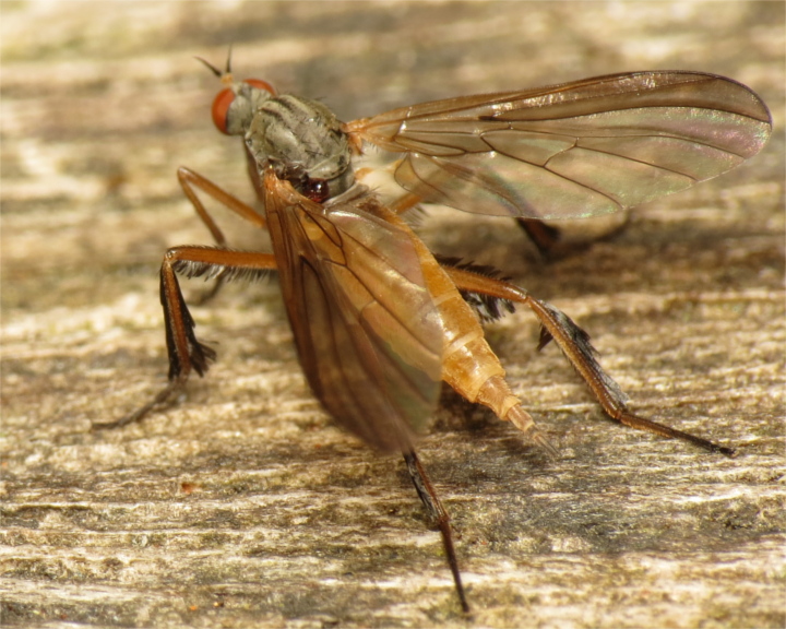 Rhamphomyia barbata female 20150605-1583 Copyright: Phil Collins