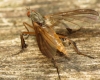 Rhamphomyia barbata female 20150605-1583 