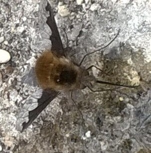 Bee fly Copyright: Victoria Wright