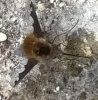 Bee fly 