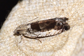 Epinotia ramella Copyright: Ben Sale