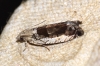 Epinotia ramella Copyright: Ben Sale