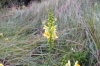 Common Toad Flax  Linaria vulgaris 