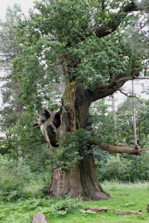 Veteran Oak at Marks Hall Copyright: Peter Harvey