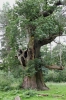 Veteran Oak at Marks Hall 