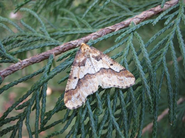 Mottled Umber. Copyright: Stephen Rolls