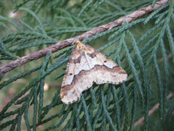 Mottled Umber. Copyright: Stephen Rolls