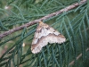 Mottled Umber. Copyright: Stephen Rolls