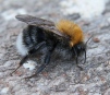 Bombus hypnorum Copyright: Graham Ekins