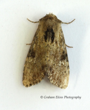 Slender Brindle  Apamea scolopacina  2 Copyright: Graham Ekins