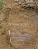 Finely laminated silty clay at Marks Tey  