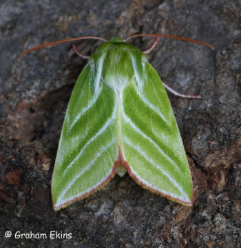 Pseudoips prasinana   Green Silver-lines 3 Copyright: Graham Ekins