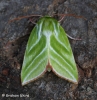 Pseudoips prasinana   Green Silver-lines 3 Copyright: Graham Ekins