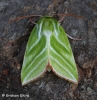 Pseudoips prasinana   Green Silver-lines 3