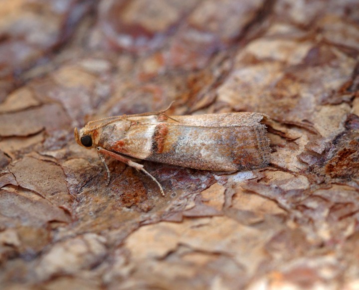 Acrobasis tumidana Copyright: Ben Sale