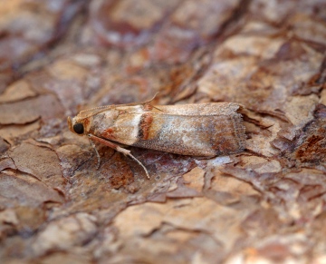 Acrobasis tumidana Copyright: Ben Sale