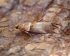 Acrobasis tumidana Copyright: Ben Sale