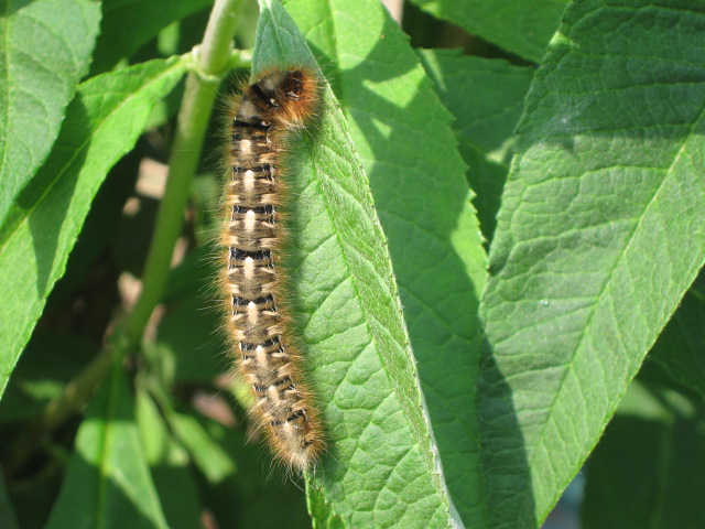 Lasiocampa quercus Copyright: Kim Prowse