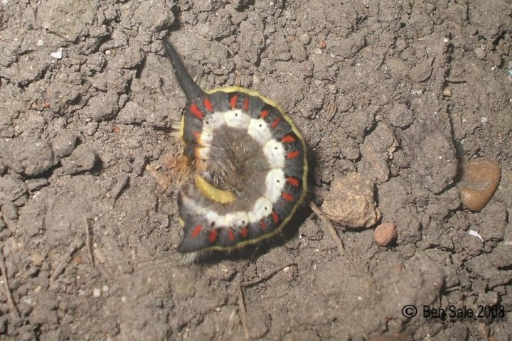 Grey Dagger Caterpillar Copyright: Ben Sale