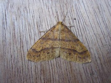 Scarce Umber Copyright: Stephen Rolls