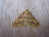 Scarce Umber