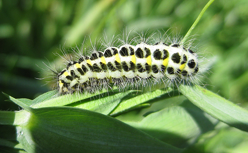 6 Spot Burnet Cat. Copyright: Stephen Rolls