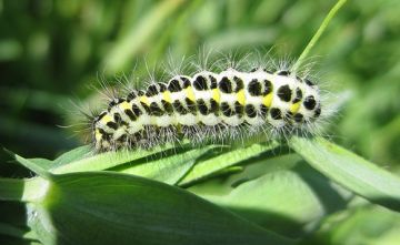 6 Spot Burnet Cat. Copyright: Stephen Rolls