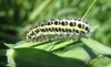 6 Spot Burnet Cat. 