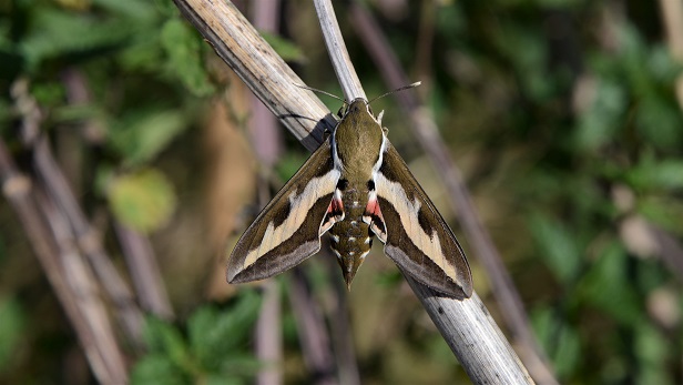 Bedstraw Hawk-moth Copyright: Samuel Chamberlin