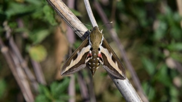 Bedstraw Hawk-moth Copyright: Samuel Chamberlin