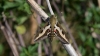 Bedstraw Hawk-moth Copyright: Samuel Chamberlin