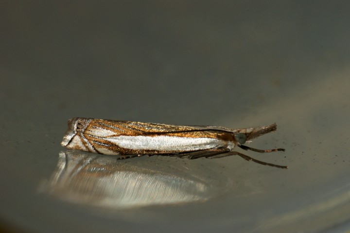 Crambus pascuella 2 Copyright: Ben Sale