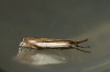 Crambus pascuella 2 Copyright: Ben Sale