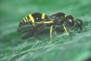 Symmorphus gracilis