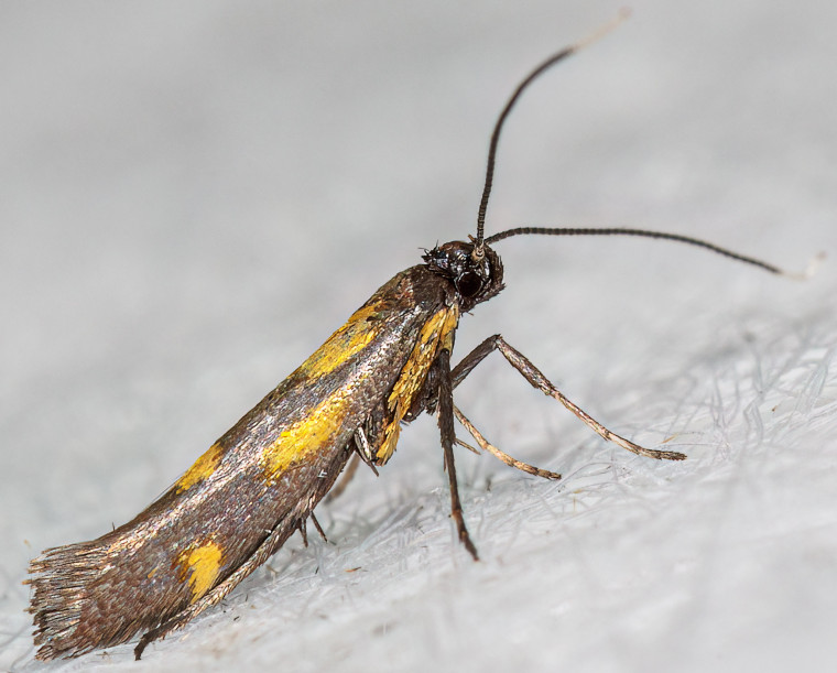 Euspilapteryx auroguttella 17-07-2024 Copyright: Bill Crooks
