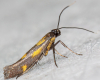 Euspilapteryx auroguttella 17-07-2024 Copyright: Bill Crooks