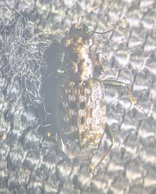 Elaphrus cupreus Copyright: Robert Smith
