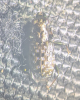 Elaphrus cupreus