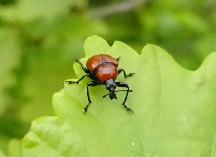 Oak leaf roller Backwarden 22.05.23 Copyright: Peter Squire