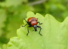 Oak leaf roller Backwarden 22.05.23 Copyright: Peter Squire