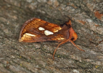 Gold Spot   (Plusia festucae) 2 Copyright: Graham Ekins