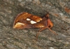 Gold Spot   (Plusia festucae) 2 Copyright: Graham Ekins