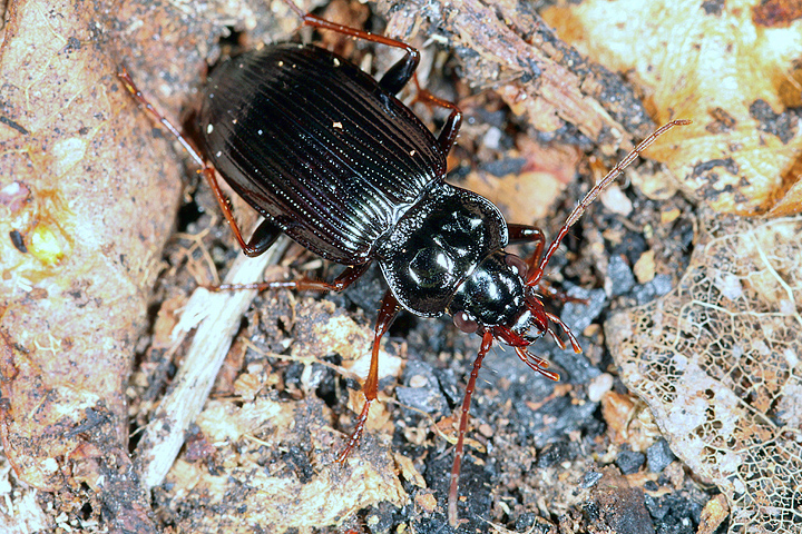 Nebria brevicollis (8 May 2011) Copyright: Leslie Butler