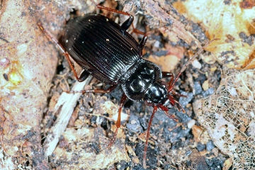 Nebria brevicollis (8 May 2011) Copyright: Leslie Butler