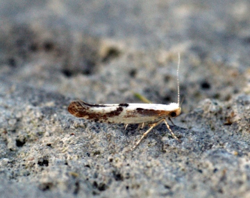 Argyresthia bonnetella Copyright: Ben Sale