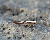 Argyresthia bonnetella Copyright: Ben Sale