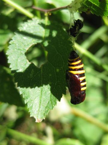 Magpie Moth 2 Copyright: Stephen Rolls